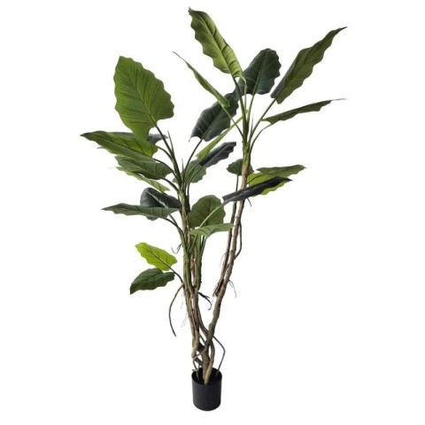 PIANTA ALOCASIA C-VASO H150